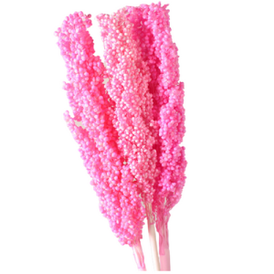 Preserve Sorghum | 70 CM Pink Dried Flower